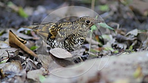 Scaly Thrush Migration Birds in Thailand and Southeast-Asia.