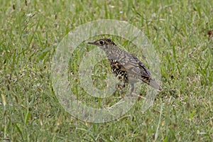 A Scaly Thrush is walking on the grassland