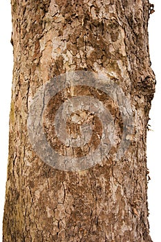 Scaly tree bark of the Platane