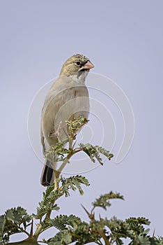 Scaly Weaver - Sporopipes squamifrons