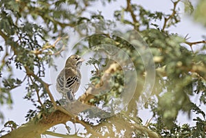 Scaly Weaver - Sporopipes squamifrons