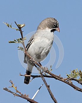 Scalyfeathered Finch - Sporopipes squamifrons- Botswana