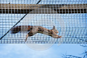Scampering squirrels photo