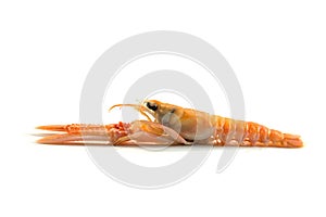 Scampi also called langoustine or Norway Lobster seen from the side, expensive seafood isolated on a white background