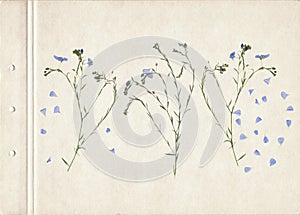 Scan of a pressed and dried flower with blue petals. Vintage herbarium background on a sheet of old textured paper. Composition of