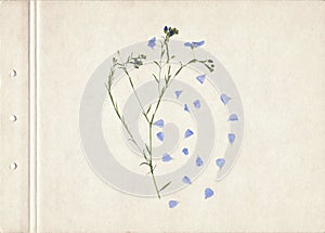 Scan of a pressed and dried flower with blue petals. Vintage herbarium background on a sheet of old textured paper. Composition of