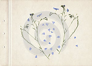 Scan of a pressed and dried flower with blue petals. Vintage herbarium background on a sheet of old vintage paper. Composition of