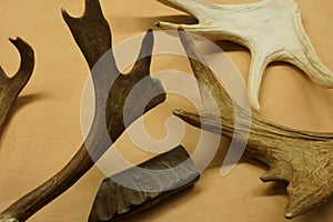 Scandinavia reindeer antlers