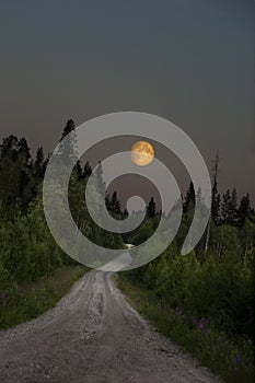 Scandinavian dirt road with conifer trees in full moon