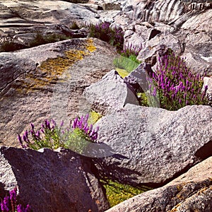 Scandinavian flowers in rocks