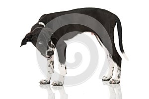 Scandinavian hound puppy sitting on white background