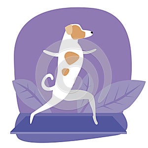 Scandinavian jack russell terrier or dog doing yoga or asana, flat stock vector illustration with pet character and tropical
