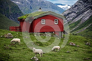 Scandinavian panorama with norway grassroof house and sheeps around it