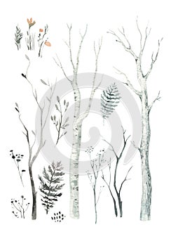 Scandinavian Watercolor natural set of green trees, birch and pine, mountain ash, forest. Winter vintage collection