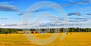 Scandinavian wheat landscape