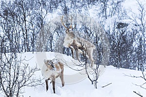 Scandinavian wild male and female reindeer or caribou standing i