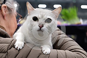 Scandinavian Winner cat Show participant singapura cat, close portrait, Tampere 16-17 April 2022