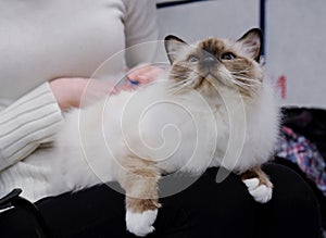 Scandinavian Winner cat Show participant waiting for the own turn to be presented, close portrait, Tampere 16-17 April 2022