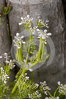 Scandix pecten-veneris flower photo