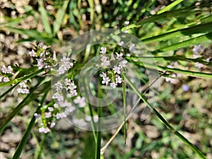 Scandix pecten-veneris, Venus needle, Shepherdsneedle plant photo
