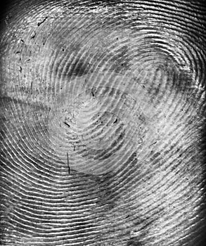 Scaned fingerprint with dust and scratches.