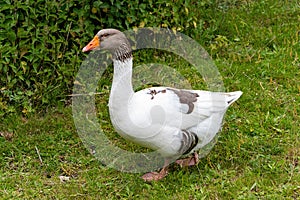 The Scania Goose - SkÃÂ¥negÃÂ¥s photo