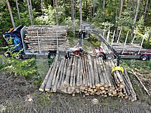 Scania Logging truck loading pine trees in the forest photo