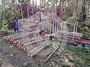Scania Logging truck loading pine trees in the forest photo