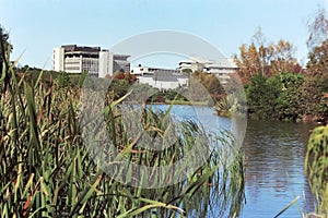 University of Waikato from the lake, mid 1980s photo