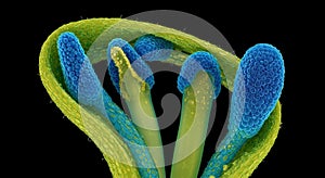 Microscopic View of Flower Anthers and Pollen Grains