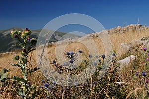 Scanno of mountains, Abruzzo