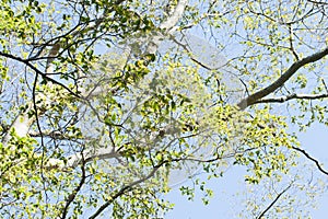 SCANT LEAVES ON A WHITE STINKWOOD TREE IN AUTUMN