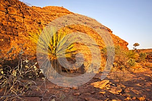 Scant vegetation king Canyon Northern Territory Australia