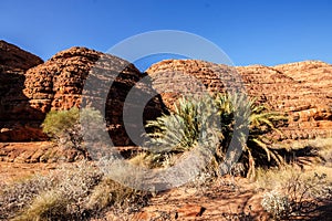 Scant vegetation king Canyon Northern Territory Australia