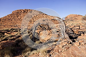 Scant vegetation king Canyon Northern Territory Australia