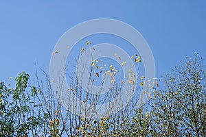 SCANT YELLOW LEAVES ON THE TIPS OF YOUNG TREES IN AUTUMN