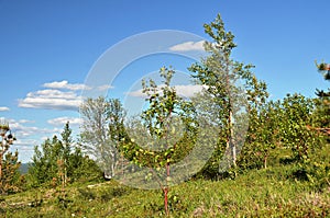 Scanty northern mountain vegetation