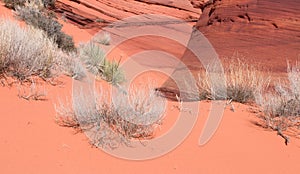 Scanty vegetation of a sand desert