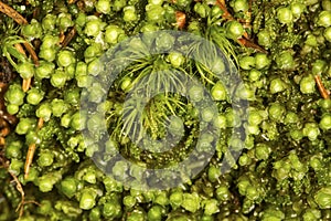 Scapania, a leafy liverwort from Newbury, New Hampshire photo