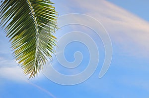 In-scape of coconut palm leaves on cloud-scape background