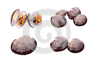 Scapharca subcrenata