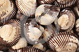 Scapharca subcrenata