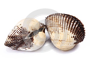 Scapharca subcrenata