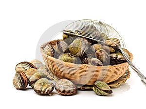 Scapharca subcrenata