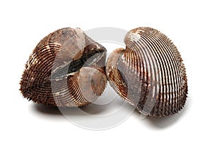 Scapharca subcrenata