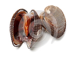 Scapharca subcrenata