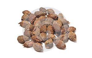 Scaphium scaphigerum