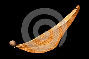 Scaphium Scaphigerum