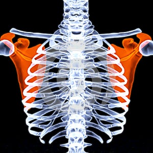 Scapula photo