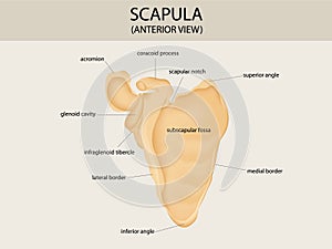 Scapula